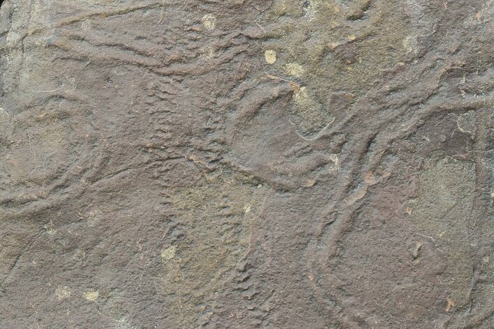 Cruziana (Fossil Trilobite Trackway) - Morocco #118313